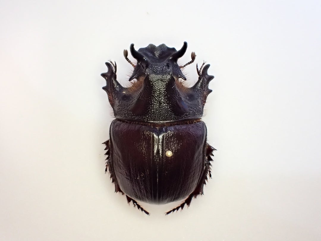 木内【標本】ギラファノコギリクワガタ フローレス島産 113.3 野外品