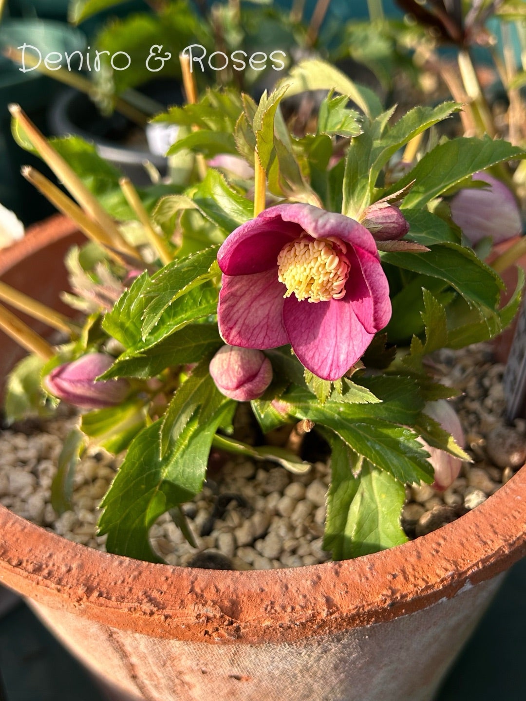 自分交配のシングル咲いた〜クリスマスローズ33番 | 銀ちゃんが運ぶ