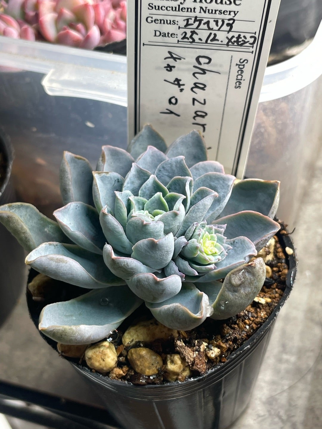 チャザロイ順調 | エケベリア実生の新しい教科書