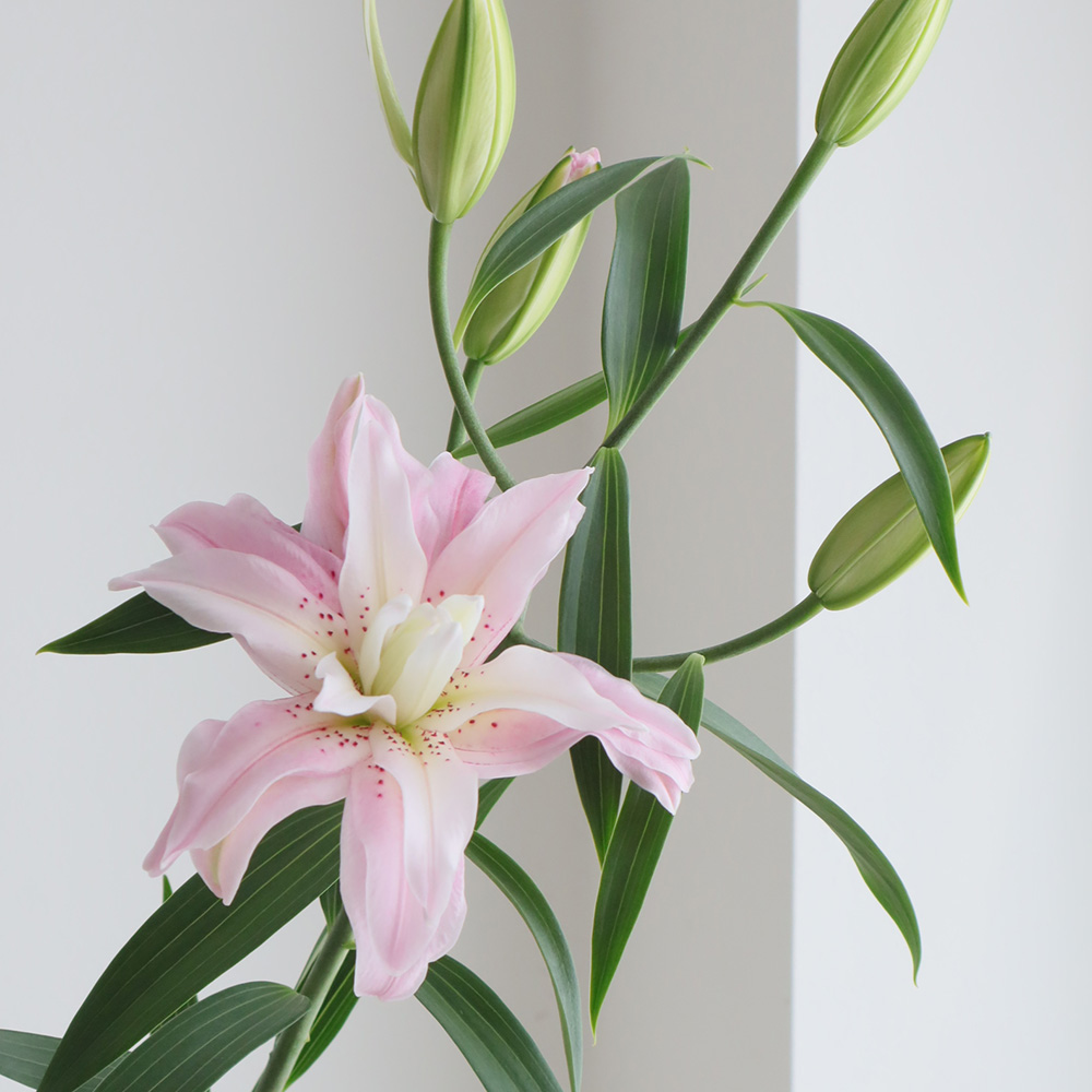 直前!!】八重オリエンタルユリ ダイアンサ(ピンク)90cm 5-6輪 FF