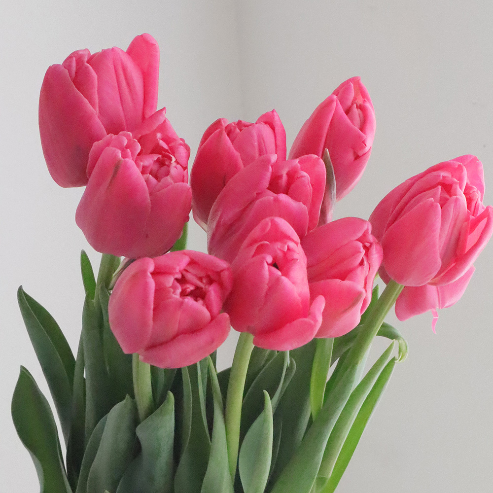 直前】チューリップ サンセットトロピカル(八重・赤ピンク)【生花