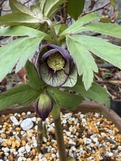 ガ*ル様 クリスマスローズ 原種トルカータスベイン - メルカリ