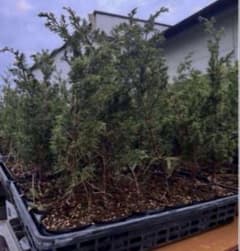 糸魚川真柏 10本のみ 樹高 約30~45cm 苗 苗木 - メルカリ