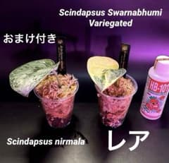 スキンダプサス レア セット H2 - メルカリ