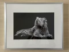 限定】イエローコーナー アート写真 ライオン ペドロ・ハルケ