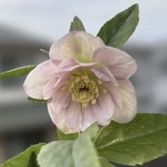 いろは交配 dd 大木ナーサリー クリスマスローズ タグ付き 現品 開花株