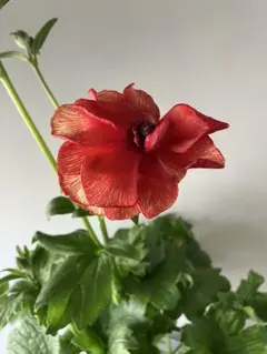 2026年最新】ラナンキュラス ラックスシリーズの人気アイテム - メルカリ