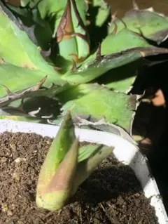 2026年最新】ロウルサンコの人気アイテム - メルカリ