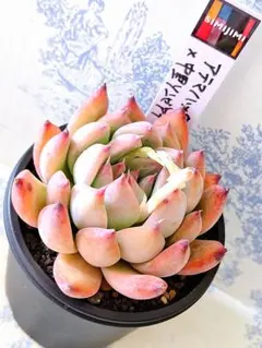 2026年最新】リンゼアナ 中里の人気アイテム - メルカリ