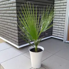 2026年最新】ワシントンヤシの人気アイテム - メルカリ