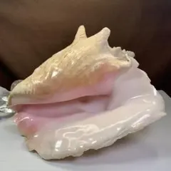 2026年最新】コンク貝の人気アイテム - メルカリ