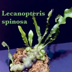 2026年最新】レカノプテリスの人気アイテム - メルカリ