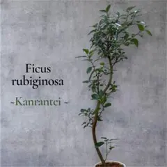 2026年最新】フランスゴムの木の人気アイテム - メルカリ