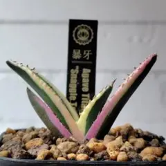 2026年最新】チタノタの人気アイテム - メルカリ