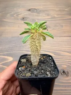 2026年最新】ギラウミニアナ 種子の人気アイテム - メルカリ