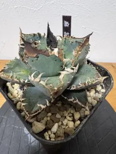 2026年最新】麻花龍の人気アイテム - メルカリ