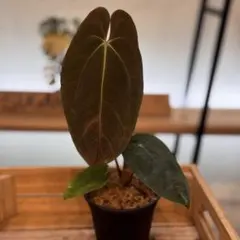 2026年最新】原種アンスリウムの人気アイテム - メルカリ