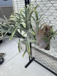 P.veitchii wild Australia OC 親株 群生 - メルカリ