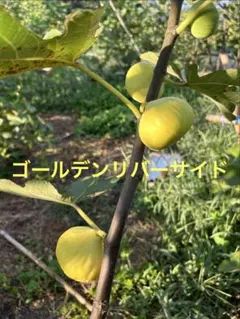 2026年最新】イチジク穂木の人気アイテム - メルカリ