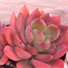 2026年最新】ロウルサンコ 多肉の人気アイテム - メルカリ