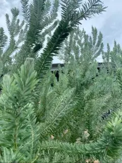 2026年最新】アカシアブルーブッシュの人気アイテム - メルカリ