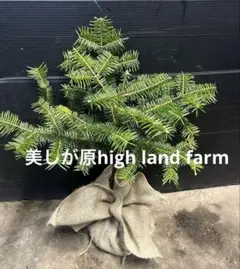 2026年最新】もみの木の苗の人気アイテム - メルカリ