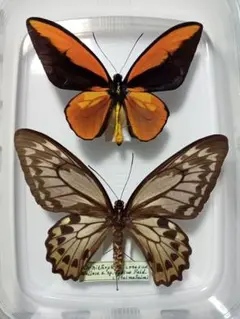 2026年最新】トリバネアゲハ 標本の人気アイテム - メルカリ