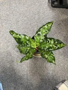 2026年最新】アンダマン アグラオネマの人気アイテム - メルカリ