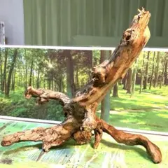 2026年最新】ブランチウッドの人気アイテム - メルカリ