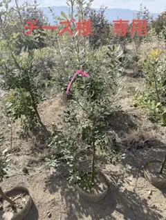 チーズ様専用 コーストバンクシア② - メルカリ