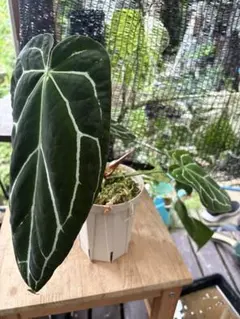 2026年最新】原種アンスリウムの人気アイテム - メルカリ