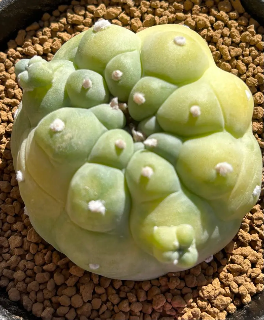 2026年最新】疣銀冠の人気アイテム - メルカリ