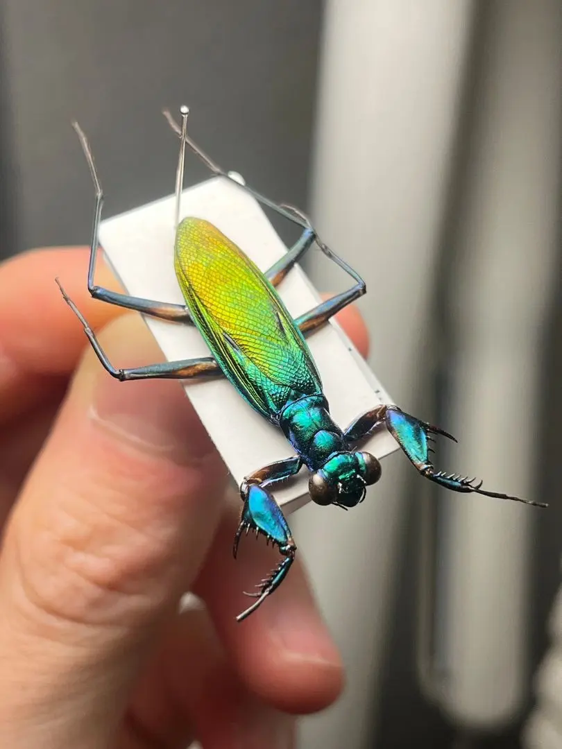 2026年最新】ケンランカマキリの人気アイテム - メルカリ