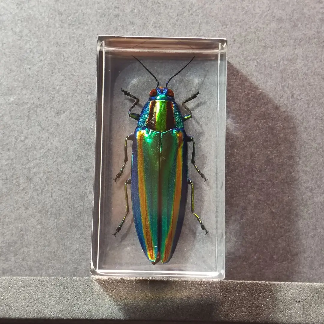 2026年最新】標本 昆虫 タマムシの人気アイテム - メルカリ