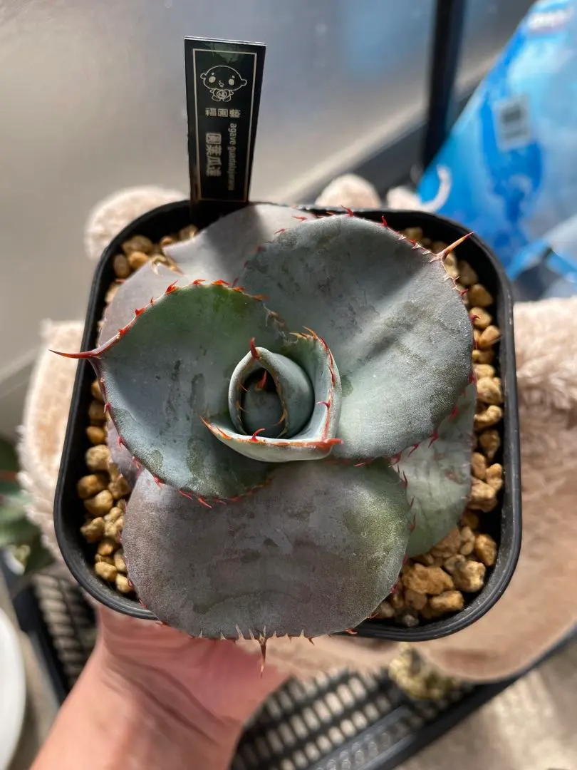 2026年最新】グアダラハラナ ドワーフの人気アイテム - メルカリ