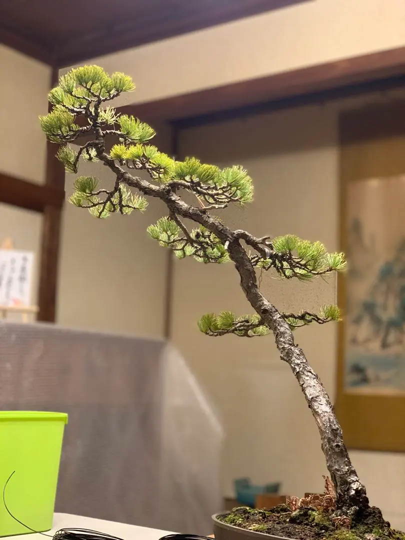 2026年最新】真柏 文人の人気アイテム - メルカリ