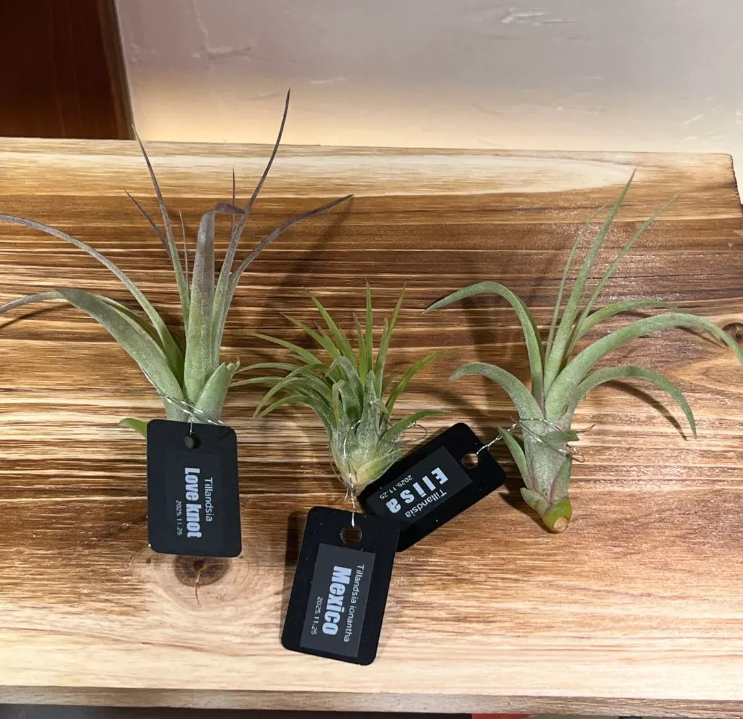 2026年最新】チランジア ラブノットの人気アイテム - メルカリ