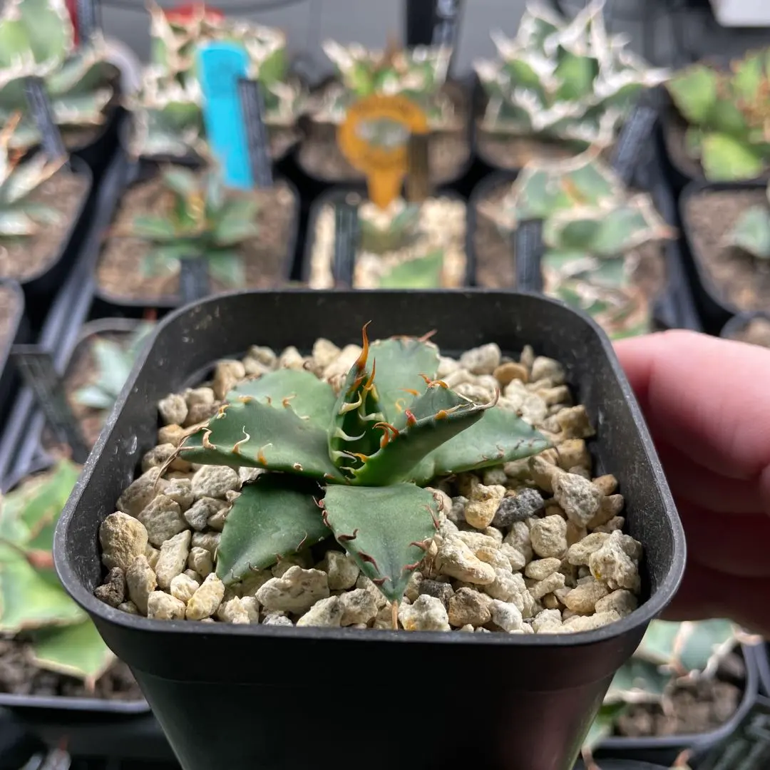 2026年最新】エボリスピナ bbの人気アイテム - メルカリ