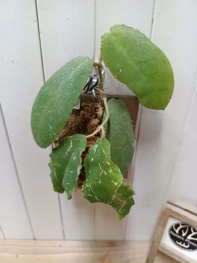 2026年最新】ホヤ ウンデュラータの人気アイテム - メルカリ