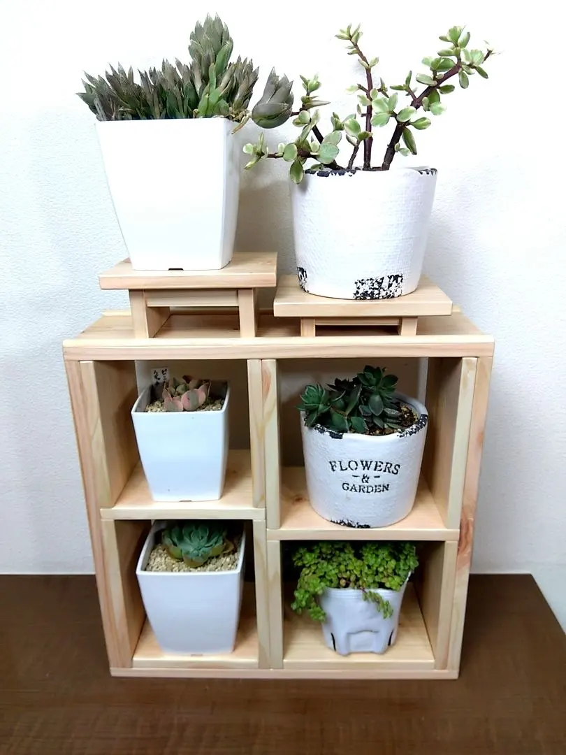 2026年最新】多肉植物トレイ棚の人気アイテム - メルカリ