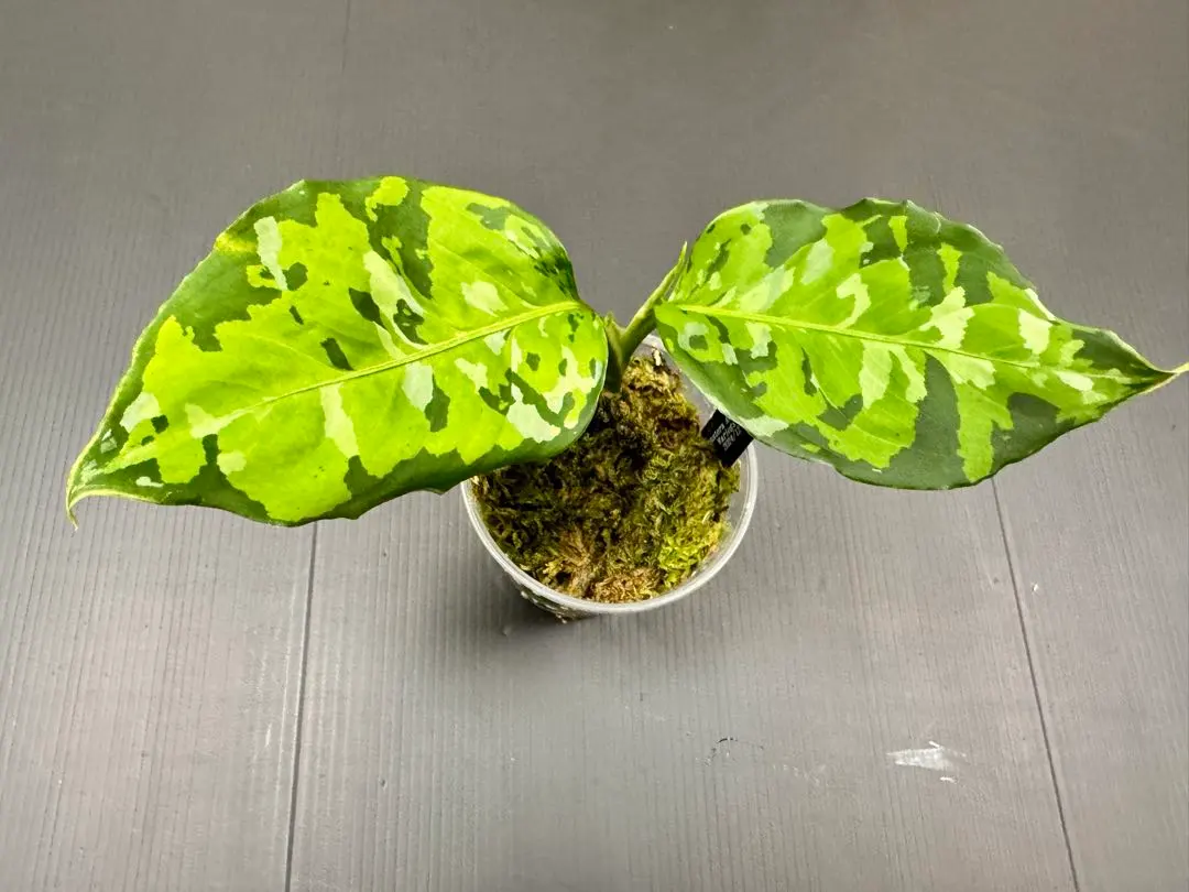 2026年最新】アンダマン アグラオネマの人気アイテム - メルカリ