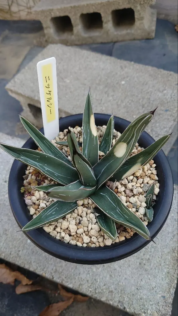 2026年最新】ニッケルシー 笹吹雪の人気アイテム - メルカリ