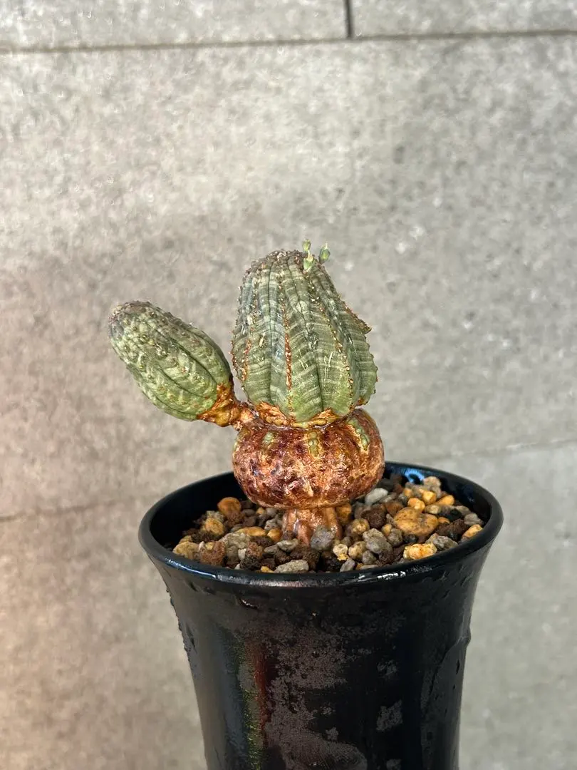 2026年最新】ユーフォルビア オベサ モンストの人気アイテム - メルカリ