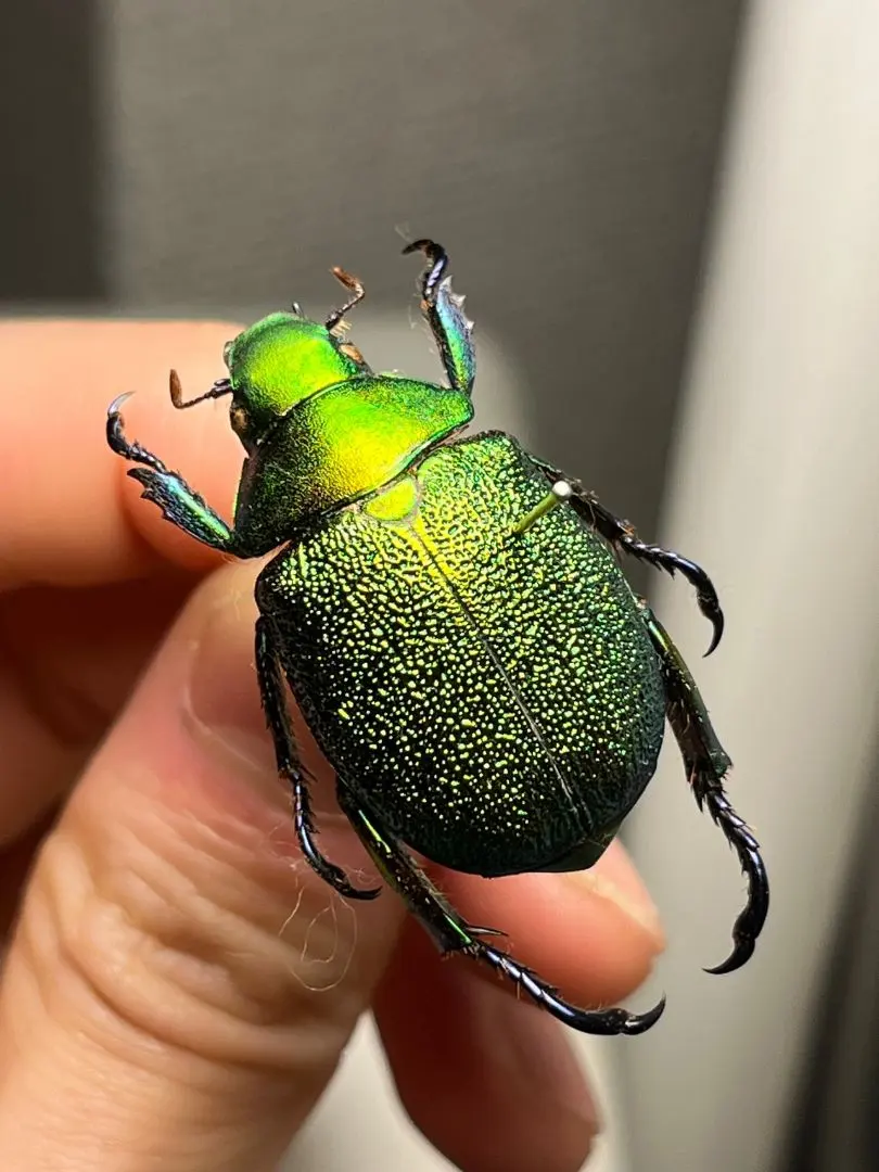 2026年最新】プラチナコガネ 標本の人気アイテム - メルカリ