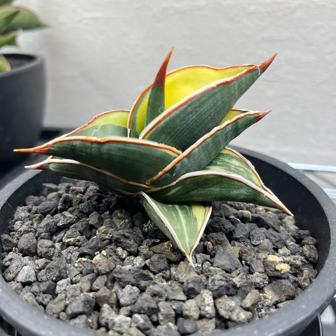 2026年最新】サンスベリア ロリダ 斑入りの人気アイテム - メルカリ