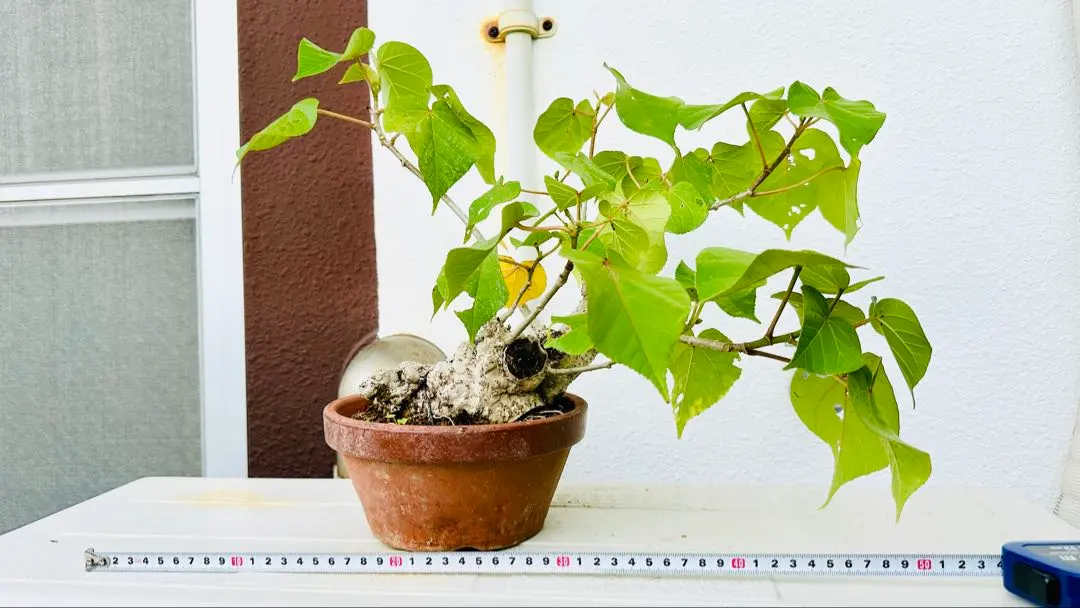 2026年最新】オオハマボウの人気アイテム - メルカリ