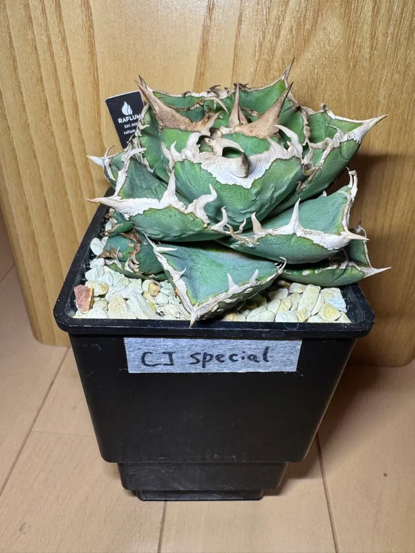 2026年最新】CJ special アガベの人気アイテム - メルカリ