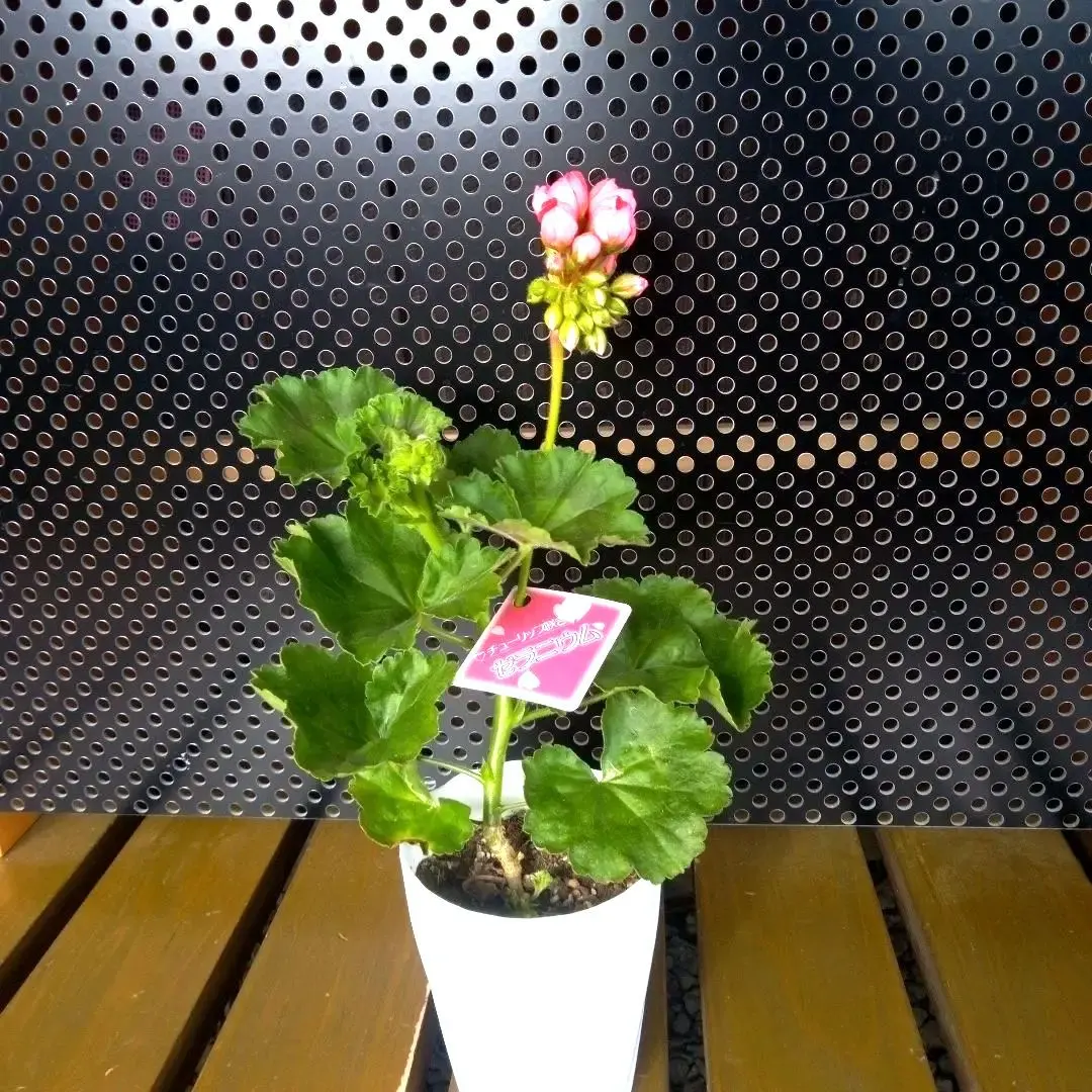 2026年最新】チューリップ咲きゼラニウムの人気アイテム - メルカリ