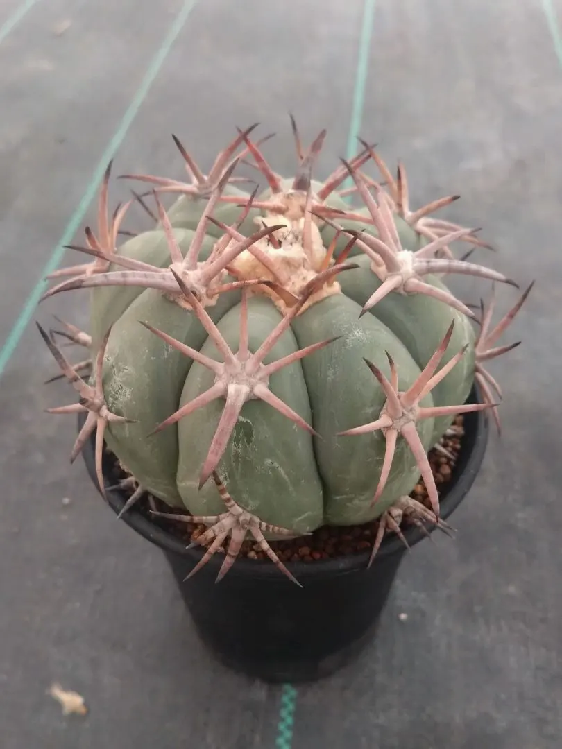 2026年最新】エキノカクタス 翠平丸の人気アイテム - メルカリ