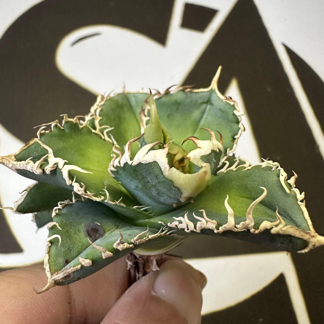 695【上澳園芸】アガベ shangao-008 白豪棘 良質子株